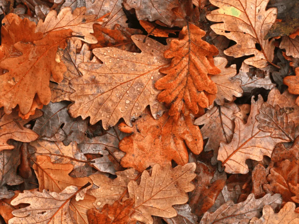 Nature-inspired roofing color palette displayed on Florida homes with autumn and earth tone shingles